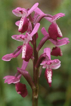 Anacamptis longicornu \ Langsporniges Knabenkraut / Long-spurred Orchid, Sardinien/Sardinia,  Luogosanto 3.4.2000 