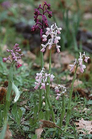 Anacamptis longicornu \ Langsporniges Knabenkraut / Long-spurred Orchid, Sardinien/Sardinia,  Gadoni 6.4.2000 