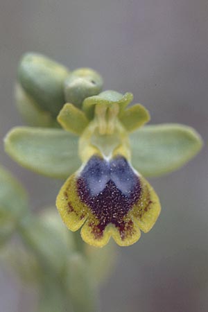 Ophrys corsica \ Korsische Gelbe Ragwurz / Corsian Yellow Bee Orchid (?), Sardinien/Sardinia,  San Teresa Gallura 4.4.2000 