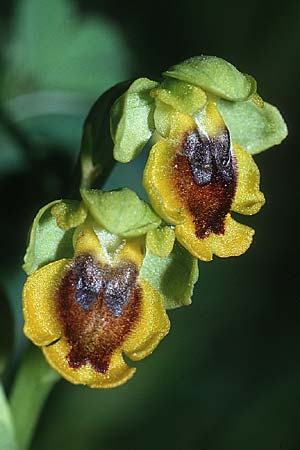 Ophrys corsica \ Korsische Gelbe Ragwurz / Corsian Yellow Bee Orchid, Sardinien/Sardinia,  Laconi 19.5.2001 