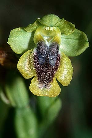 Ophrys corsica \ Korsische Gelbe Ragwurz / Corsian Yellow Bee Orchid, Sardinien/Sardinia,  Laconi 23.5.2001 