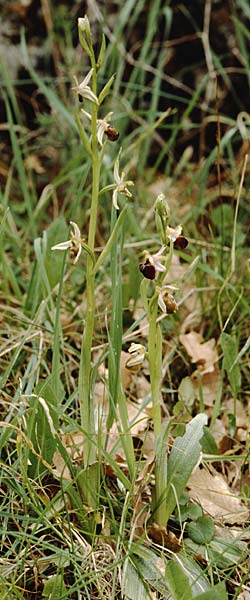 Ophrys morisii \ Moris' Ragwurz / Moris' Orchid, Sardinien/Sardinia,  Luogosanto 3.4.2000 