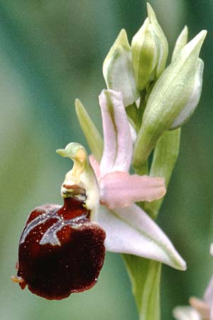 Ophrys morisii \ Moris' Ragwurz / Moris' Orchid, Sardinien/Sardinia,  Stintino 4.4.2000 