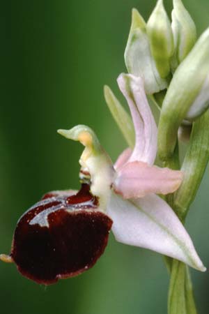 Ophrys morisii \ Moris' Ragwurz / Moris' Orchid, Sardinien/Sardinia,  Stintino 4.4.2000 