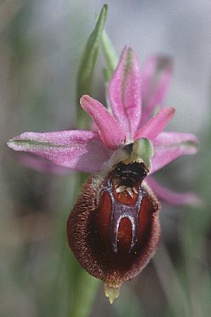 Ophrys morisii / Moris' Orchid (vs. pollinensis), Sardinia,  Ogliastra, Ispinigola 5.4.2000 