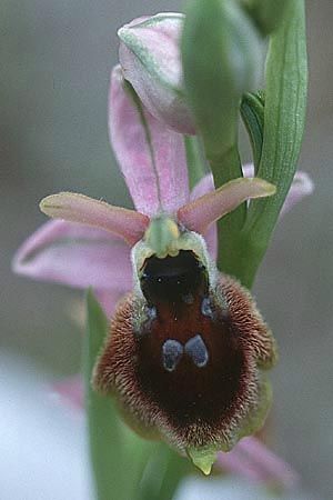 Ophrys morisii / Moris' Orchid (vs. pollinensis), Sardinia,  Ogliastra, Ispinigola 5.4.2000 