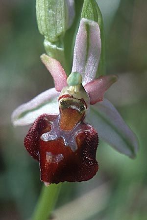 Ophrys morisii, Sardinien/Sardinia  Ussassai 6.4.2000 