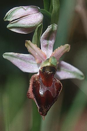 Ophrys morisii, Sardinien/Sardinia  Ussassai 6.4.2000 