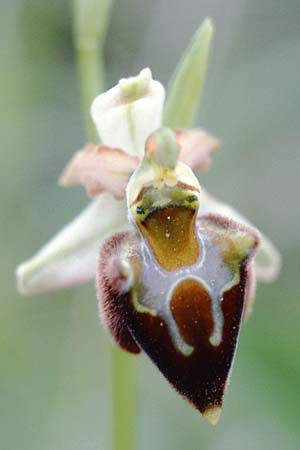 Ophrys morisii / Moris' Orchid (vs. pollinensis), Sardinia,  Villanovaforru 7.4.2000 