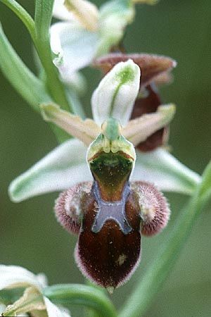 Ophrys conradiae x morisii, Sardinien/Sardinia,  Villanovaforru 7.4.2000 