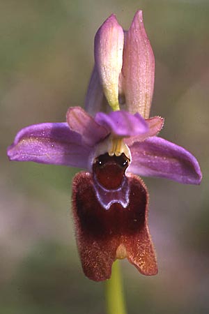 Ophrys morisii x normanii, Sardinien/Sardinia,  Domusnovas 24.3.2008 (Photo: Helmut Presser)