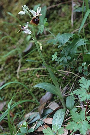 Ophrys normanii \ Normans Ragwurz, Sardinien,  Domusnovas 11.4.2000 