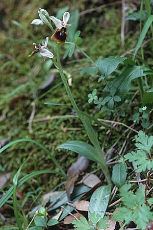 Ophrys normanii \ Normans Ragwurz / Norman's Bee Orchid, Sardinien/Sardinia,  Domusnovas 11.4.2000 