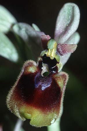 [click] Ophrys normanii, Sardinien/Sardinia,  Domusnovas 11.4.2000 