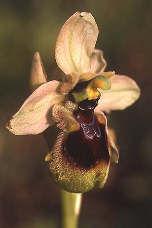 Ophrys normanii \ Normans Ragwurz / Norman's Bee Orchid, Sardinien/Sardinia,  Domusnovas 15.4.2001 (Photo: Helmut Presser)