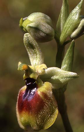 Ophrys normanii \ Normans Ragwurz / Norman's Bee Orchid, Sardinien/Sardinia,  Domusnovas 15.4.2001 (Photo: Helmut Presser)