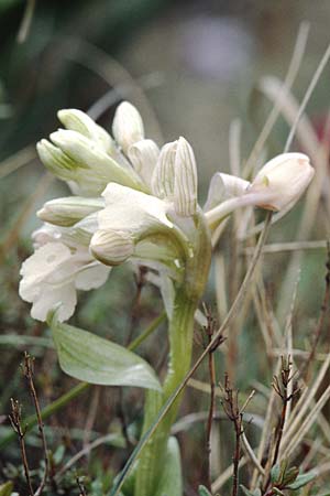 Anacamptis papilionacea subsp. grandiflora / Butterfly Orchid (Color-Variant), Sardinia,  Ussassai 6.4.2000 
