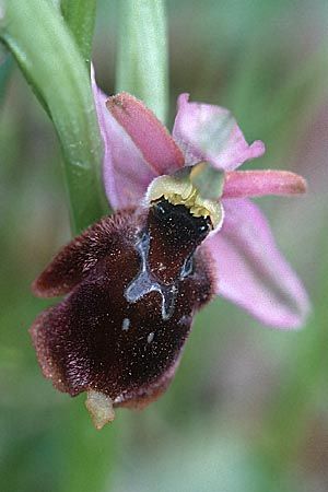 Ophrys panattensis, Sardinien/Sardinia  Dorgali 5.4.2000 
