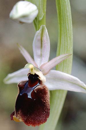 Ophrys panattensis \ Ogliastra-Ragwurz, Sardinien,  Dorgali 5.4.2000 