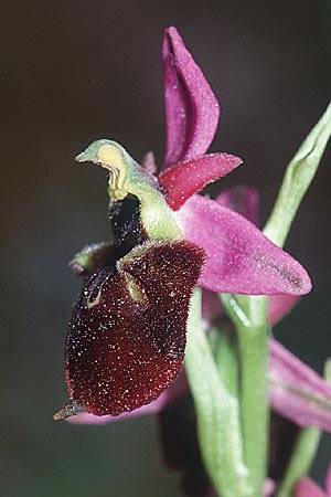 Ophrys panattensis, Sardinien/Sardinia  Ogliastra, Orosei 17.5.2001 