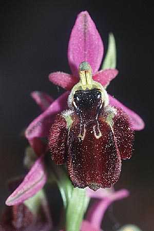 Ophrys panattensis \ Ogliastra-Ragwurz, Sardinien,  Ogliastra, Orosei 17.5.2001 