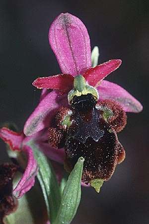 Ophrys panattensis, Sardinien/Sardinia  Ogliastra, Orosei 17.5.2001 