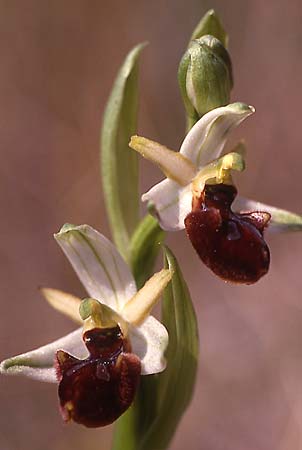 Ophrys panormitana subsp. praecox \ Frühblühende Spinnen-Ragwurz / Early Ophrys, Sardinien/Sardinia,  Sassari 23.3.1997 (Photo: Helmut Presser)