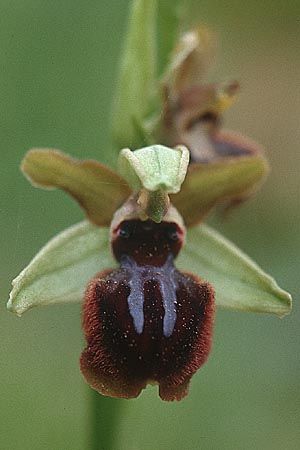 Ophrys incubacea, Sardinien/Sardinia  Luogosanto 3.4.2000 