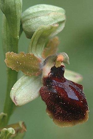 Ophrys incubacea \ Schwarze Ragwurz / Black Spider Orchid, Sardinien/Sardinia,  Luogosanto 3.4.2000 