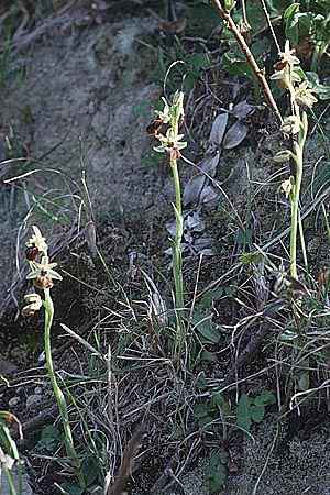 Ophrys panormitana subsp. praecox, Sardinien/Sardinia  Sassari 3.4.2000 