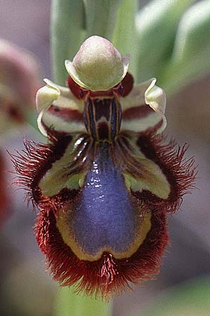 Ophrys speculum \ Spiegel-Ragwurz, Sardinien,  Dorgali 5.4.2000 