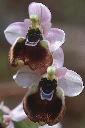 Ophrys neglecta \ Italienische Wespen-Ragwurz / Italian Sawfly Orchid, Sardinien/Sardinia,  Porto Pino 9.4.2000 