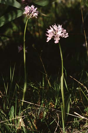 Neotinea tridentata \ Dreizähniges Knabenkraut / Toothed Orchid, Sardinien/Sardinia,  S'Arcu de Tacussi 18.5.2001 