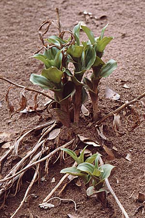 Epipactis tremolsii \ Tremols' Ständelwurz (?), Sardinien,  Domusnovas 8.4.2000 