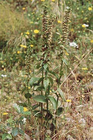 Epipactis tremolsii \ Tremols' Ständelwurz (?), Sardinien,  Domusnovas 21.5.2001 