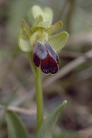 Ophrys zonata \ Zonierte Ragwurz / Zoned Bee Orchid, Sardinien/Sardinia,  Luogosanto 3.4.2000 
