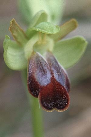 Ophrys zonata \ Zonierte Ragwurz / Zoned Bee Orchid, Sardinien/Sardinia,  Luogosanto 3.4.2000 
