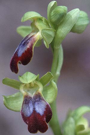 Ophrys zonata \ Zonierte Ragwurz / Zoned Bee Orchid, Sardinien/Sardinia,  Domusnovas 8.4.2000 