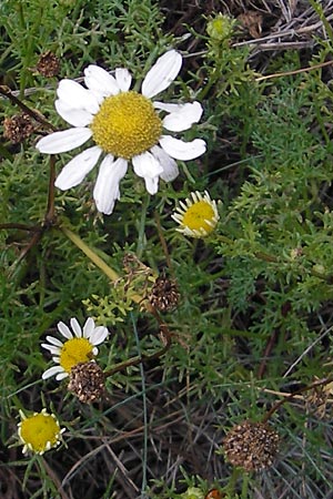 Anthemis maritima \ Strand-Hundskamille, S Kullaberg 13.8.2009