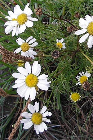 Anthemis maritima \ Strand-Hundskamille, S Kullaberg 13.8.2009