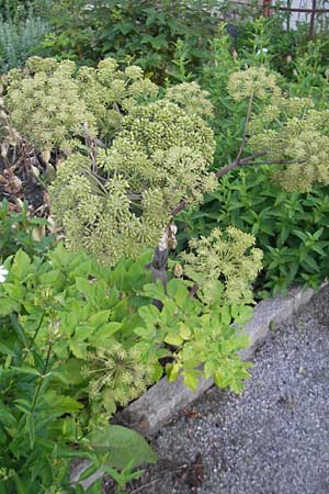 Angelica archangelica \ Arznei-Engelwurz, Echte Engelwurz / Garden Angelica, Holy Ghost, S Västers 29.6.2011