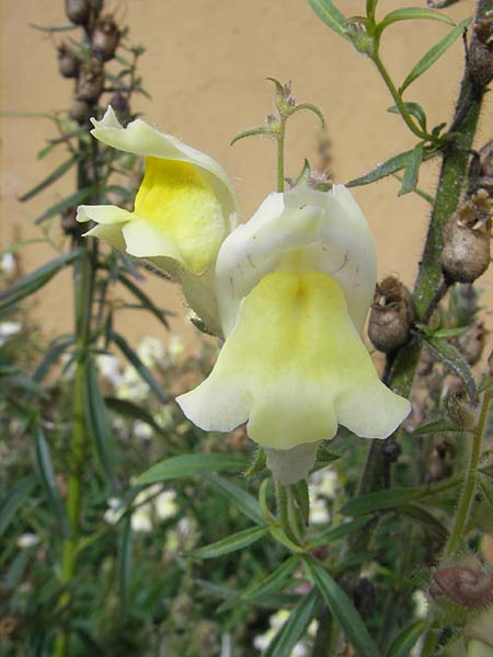 Antirrhinum braun-blanquetii \ Iberisches Lwenmaul / Hardy Snapdragon, Perennial Snapdragon, S Botan. Gar.  Universit.  Uppsala 28.8.2010
