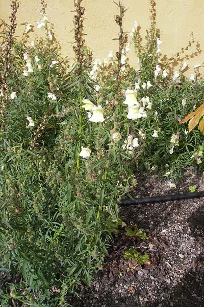 Antirrhinum braun-blanquetii \ Iberisches Lwenmaul / Hardy Snapdragon, Perennial Snapdragon, S Botan. Gar.  Universit.  Uppsala 28.8.2010