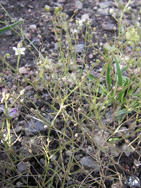 Arenaria conimbricensis \ Coimbra-Sandkraut / Coimbra Sandwort, S Botan. Gar.  Universit.  Uppsala 28.8.2010