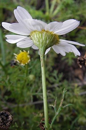 Anthemis maritima \ Strand-Hundskamille, S Kullaberg 13.8.2009