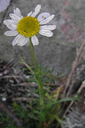 Anthemis maritima \ Strand-Hundskamille, S Kullaberg 13.8.2009