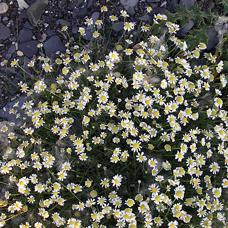 Anthemis maritima \ Strand-Hundskamille / Seaside Chamomile, S Öland, Ottenby 8.8.2009