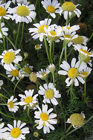 Anthemis maritima \ Strand-Hundskamille, S Öland, Ottenby 8.8.2009