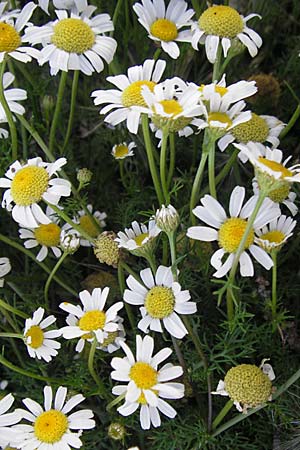 Anthemis maritima \ Strand-Hundskamille / Seaside Chamomile, S Öland, Ottenby 8.8.2009