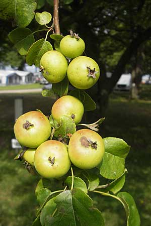 Malus sylvestris \ Holz-Apfel, Wild-Apfel / Crab Apple, S Öland, Färjestaden 10.8.2009